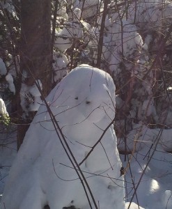 Snow Walrus